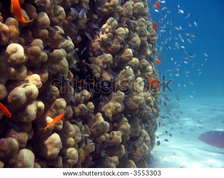 A picture of a coral reef. shot in the Red Sea