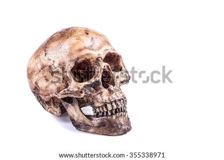 Skull on a white background.