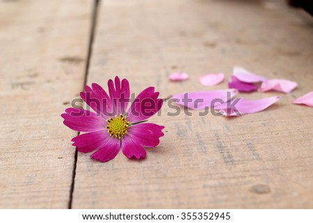 Flower in wooden background with space for text or image