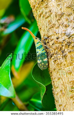 Closeup picture of Lantern Fly perch on a tree