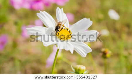 The bee over white cosmos flower on the blur background