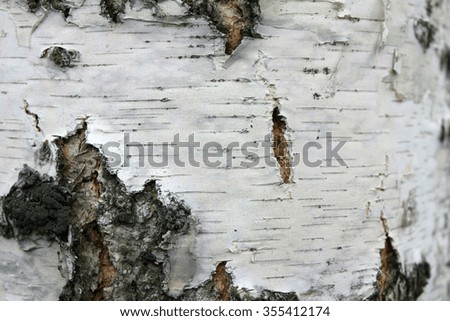 close up of birch bark texture, natural background paper