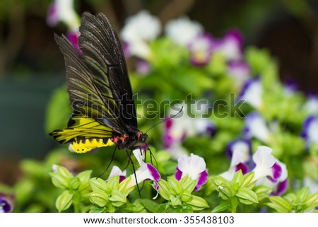 Beautiful Butterfly is in the garden