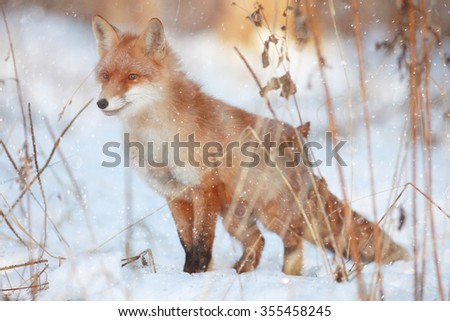 red fox in winter forest Pretty