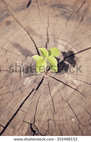 young plant growing on tree stump vintage