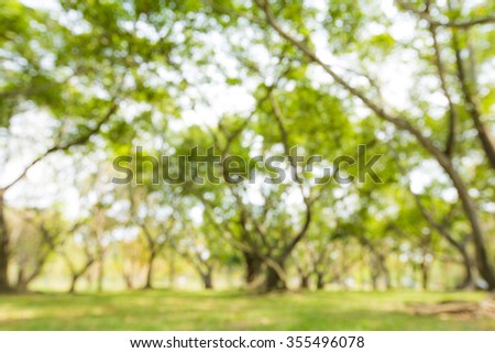 Blur of green natural tree in park background.