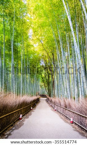  bamboo forest , Kyoto Japan