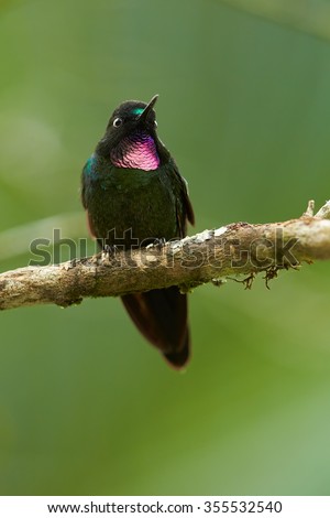 Isolated, vertical photo of Tourmaline Sunangel, Heliangelus exortis, green colombian hummingbird with bright pink throat, perched on mossy twig in colombian cloud forest, Rio Blanco, Colombia.