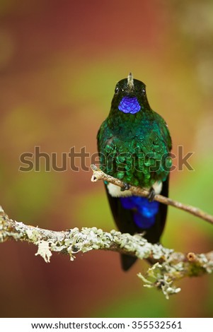 Very colorful hummingbird Eriocnemis vestita, Glowing Puffleg showing its bright blue throat and sparkling green chest. Vertical photo, abstract red and green background. Colombia, Rio Blanco.