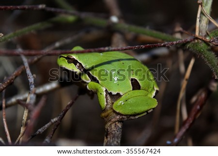 European tree frog Royalty-Free Stock Photo #355567424
