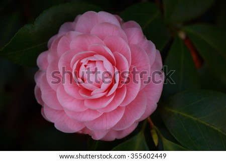 Pink Japanese camellia rose flower 