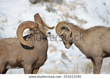 Big Horn Mountain Sheep in the rut. Royalty-Free Stock Photo #355613240