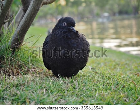 one crow at ground