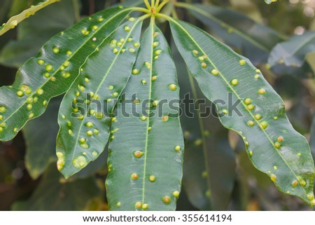 Summer with green linden tree leaf infected by a gall mites bacterial  Royalty-Free Stock Photo #355614194