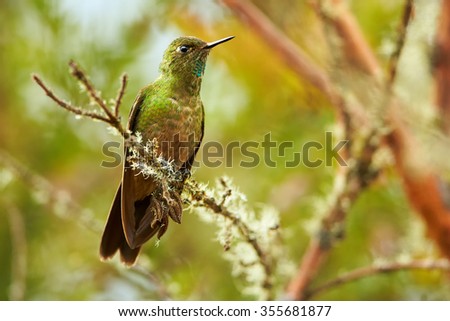 High-altitude rare green hummingbird with long green and pink stripe on the throat Bronze-tailed Thornbill Chalcostigma heteropogon,perched on mossy twig. Blurred green forest background. Front view.