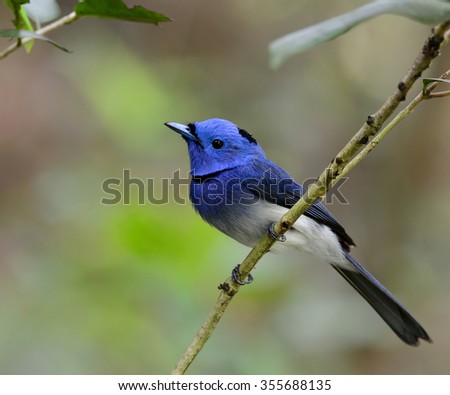 Male of black-naped monarch or black-naped blue flycatcher (Hypothymis azurea) catching on the tree branch with nice green blur background, beautiful blue bird