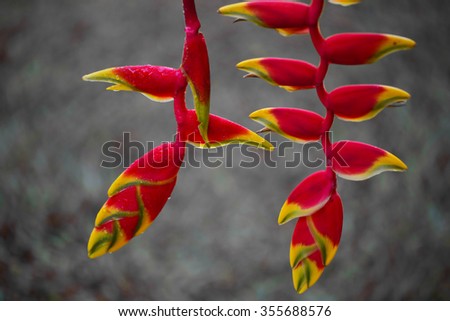 Tropical Flower Heliconia 
