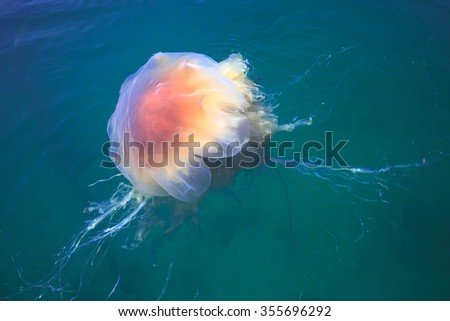 Beautiful vibrant picture of a floating jellyfish in atlantic ocean, norwegian sea also known as lionâ??s mane jellyfish, arctic jellyfish, a giant medusa