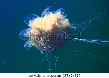 Beautiful vibrant picture of a floating jellyfish in atlantic ocean, norwegian sea also known as lionâ??s mane jellyfish, arctic jellyfish, a giant medusa