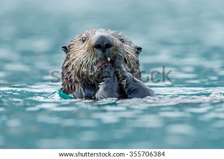 Sea otter eats something while floating in the ocean.