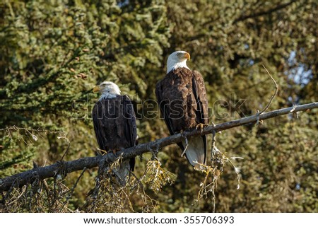 Male and female bald eagle 