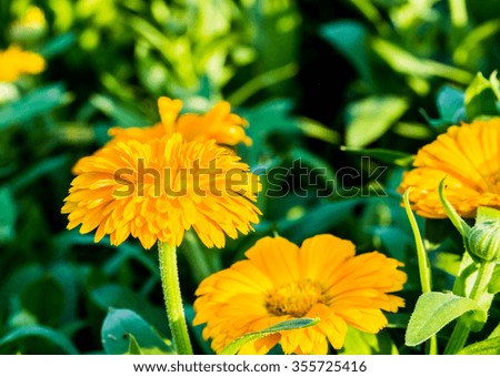 yellow flower in chiangmai Thailand