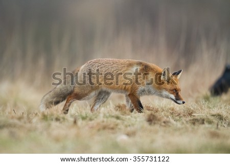 Mammals - Fox (Vulpes vulpes)