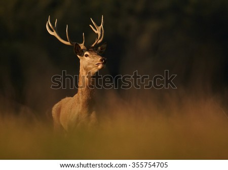 Wild, adult dominant Cervus elaphus Red deer male, coming from orange illuminated, high autumn grass, staring directly at camera. Dark background, early morning soft light. Europe. Front view.