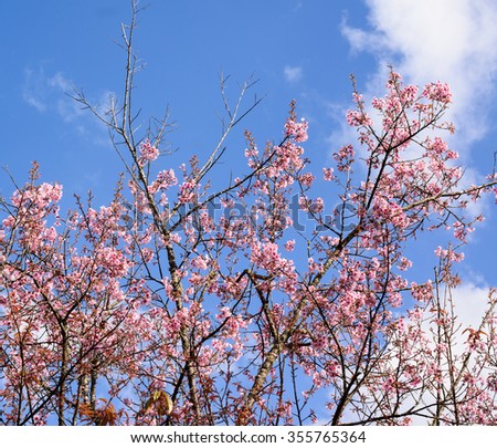 cherry blossom flower on tree in garden , Chiang Mai, Thailand