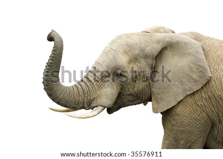 Elephant bull isolated on white Royalty-Free Stock Photo #35576911