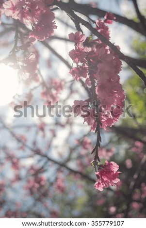 Twig of Cherry Blossom in partial silhouette style with picture effect