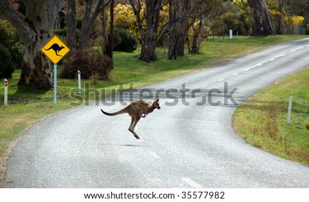 A kangaroo crossing in front of a warning sign in country Victoria, Australia