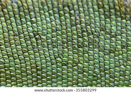 Chameleon lizard skin pattern textured green backgrounds Royalty-Free Stock Photo #355803299