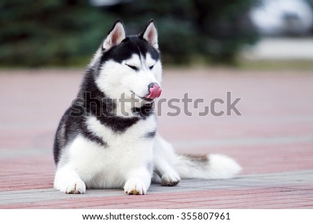 Portrait of Siberian Husky
