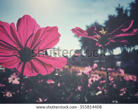 Pink cosmos flowers Royalty-Free Stock Photo #355814408