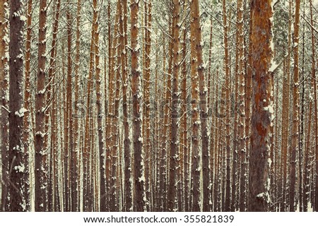 Winter forest. Pine Trees snow landscape background