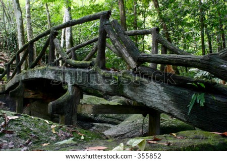 Bridge in a Forest