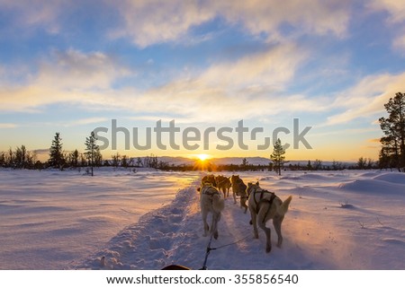 Dog sledding with huskies in beautiful sunset Royalty-Free Stock Photo #355856540