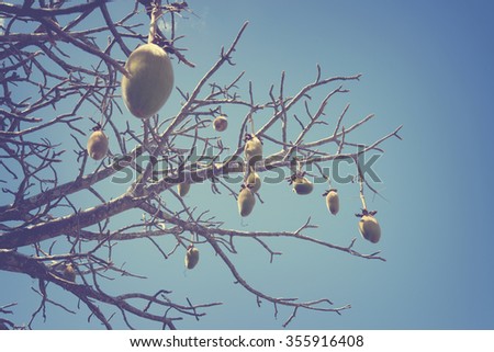 Bombacaceae, Adansonia digitata, Baobab Tropical and Southern Africa, bottle tree branches with seeds. Tinted
