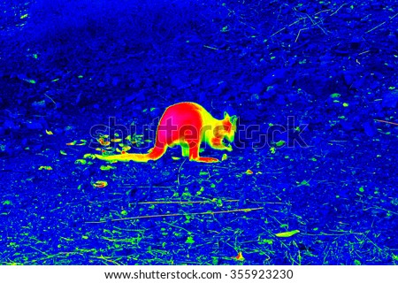 Infrared thermovision image of the kangaroo on the cold rocky ground showing warm part of the body Royalty-Free Stock Photo #355923230