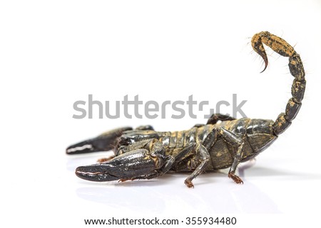 close up Scorpion ( Pandinus imperator) on white background