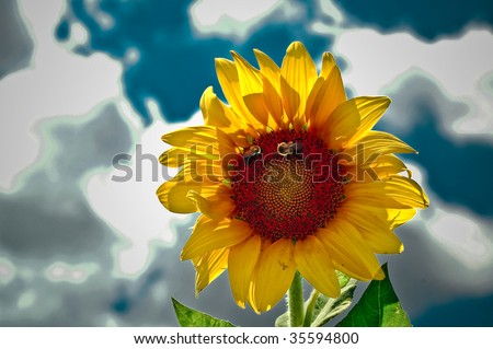 Two Bumblebees Sit on a Bright Sunflower Set Against a Blue Sky