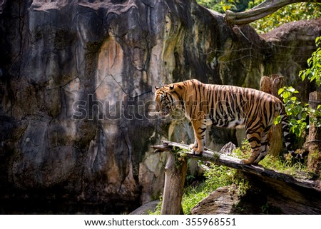 Portrait of the tiger