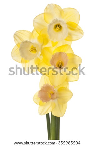 Studio Shot of Yellow Colored Daffodil Flowers Isolated on White Background. Large Depth of Field (DOF). Macro.