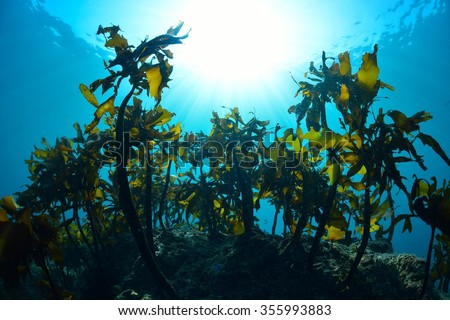 seaweed and sunlight