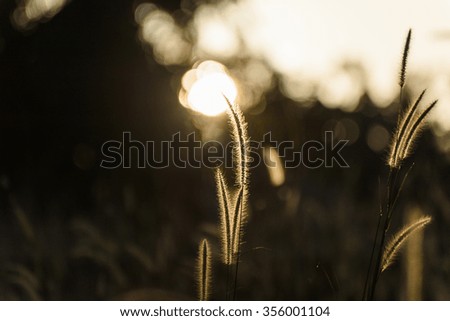 Silhouette mission grass,feather pennisetum, in front of sun source light.