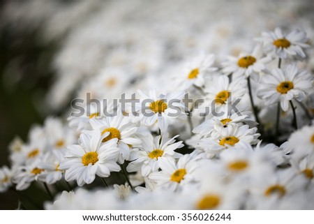 White chrysanthemums ,Soft focus