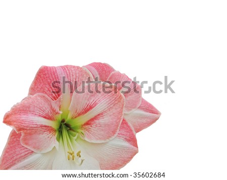 delicate exotic hibiscus flower with amazing center details isolated on white background. space left for copy.