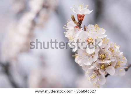 Soft floral background with fragrant cherry flowers, spring flowers, selective focus