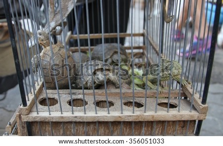Turtles and a lizard in a cage for sale in the souks of the medina Jemaa El Fna of Marrakesh, Morocco. Royalty-Free Stock Photo #356051033